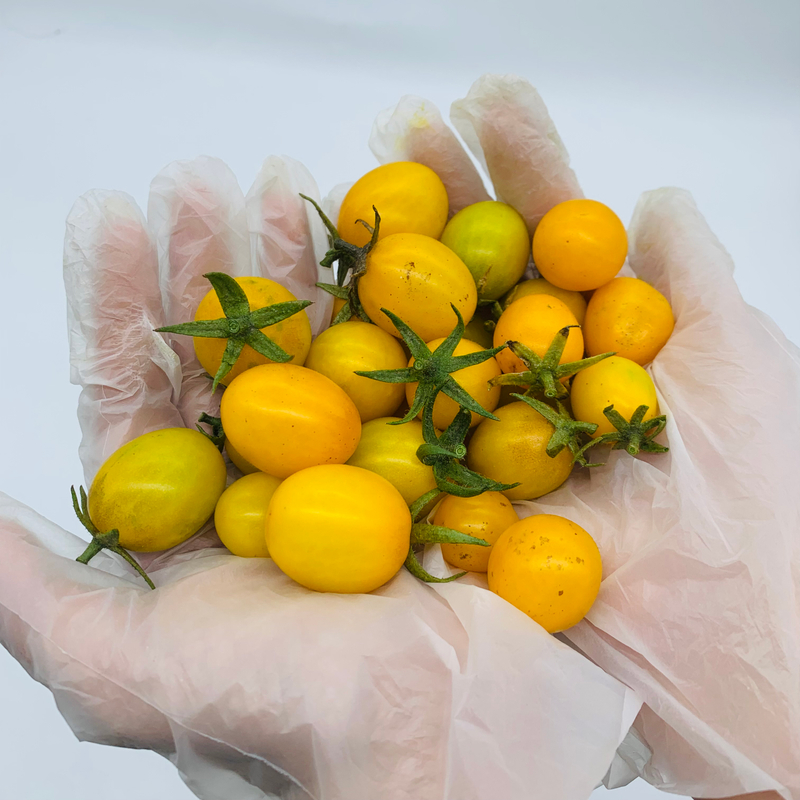 Home Compostable Disposable Gloves